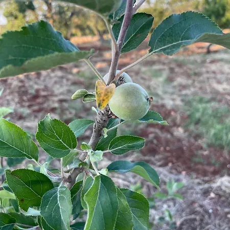Villa Trullo Ficoli Ostuni